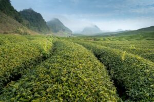 BANGLADESH TEA